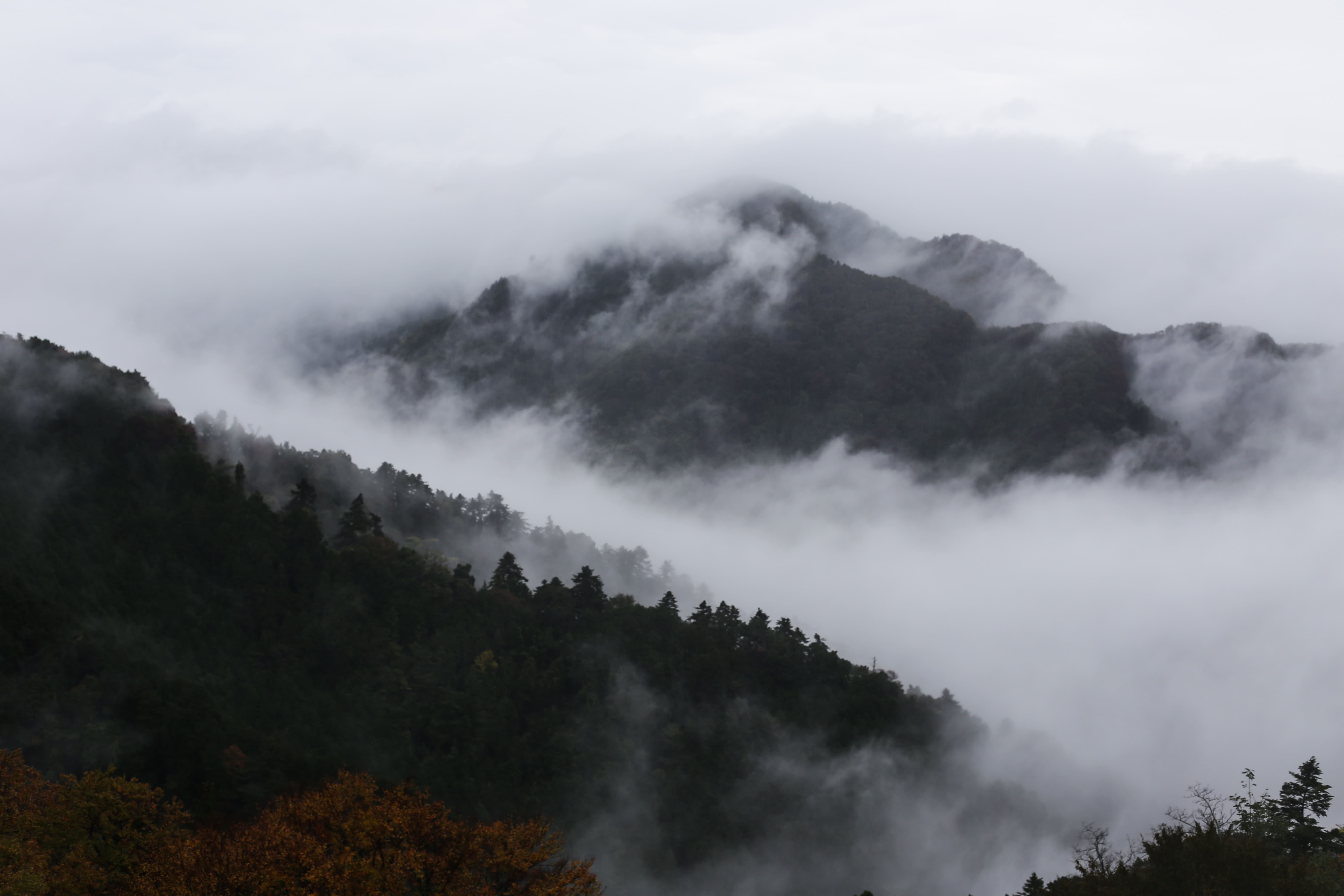 Tree covered mountainside shrouded in mist